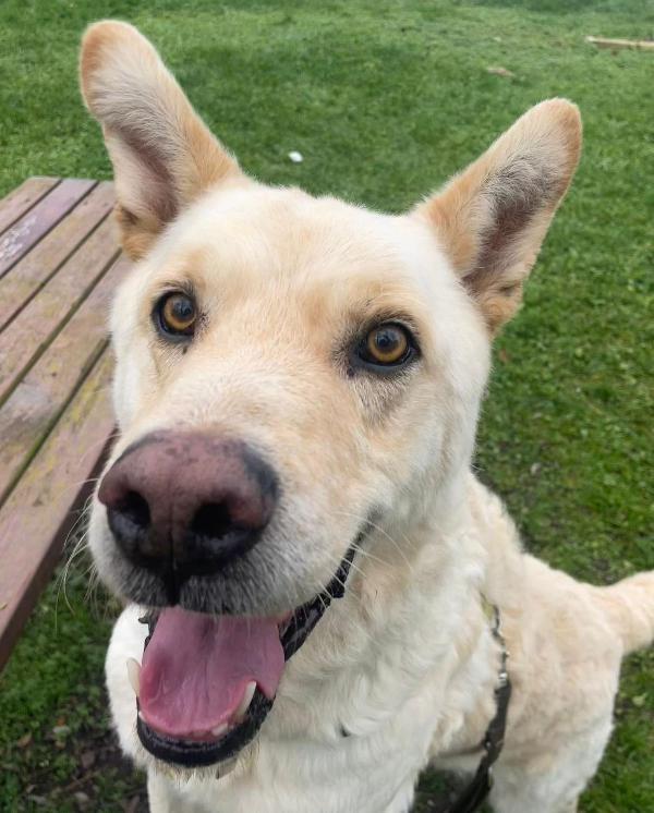 Rocky, cagnolone bianco, taglia media! Foto 6